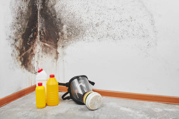 Professional Mold Remediation in Laurens, IA