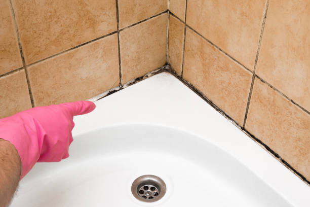 Best Residential Mold Remediation in Laurens, IA